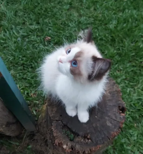 Ragdoll fêmea perfeita - beleza incomparável