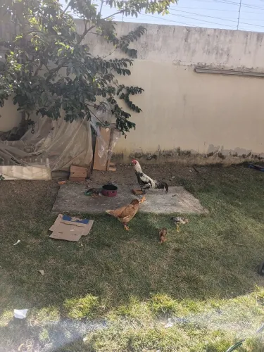 Vendo Galinha, Galo índio e pintinhos