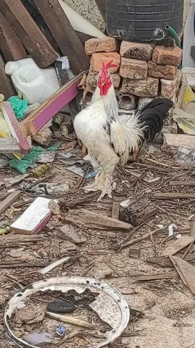 Macho, aceito troca por fêmea 