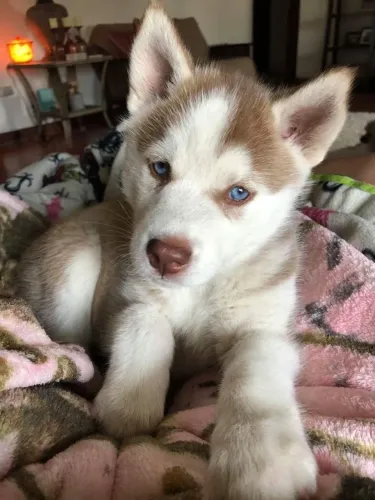 Husky Siberiano - Amor Que Abraça