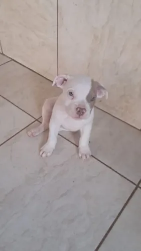 Filhote america bully 1500