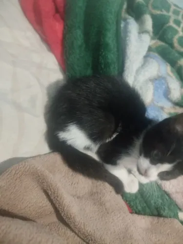 Gato filhote doação