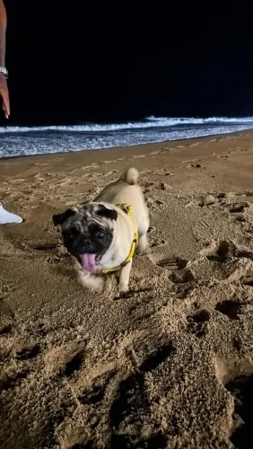 Pug quer namorada !