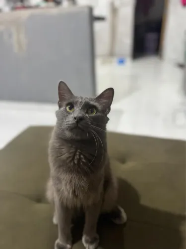 Gato angorá