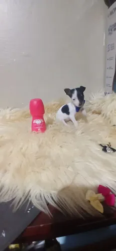 Pinscher pequenino