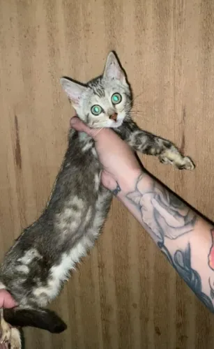Gato Bengal Marble