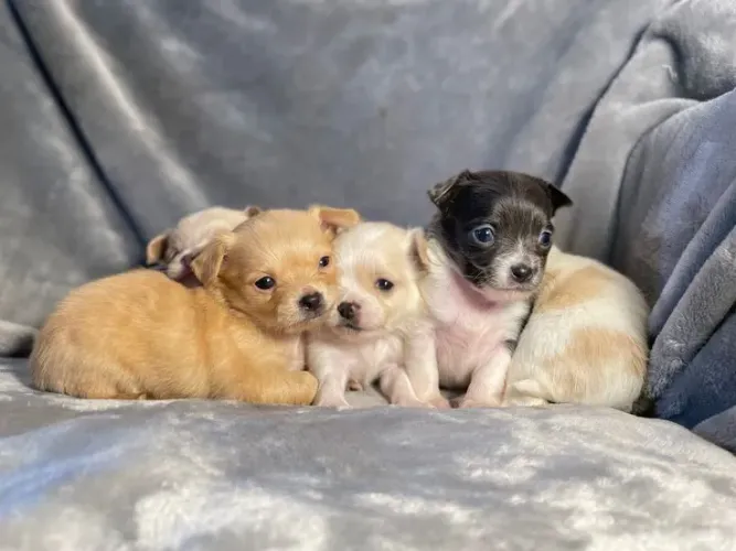 Chihuahua maravilhosa
