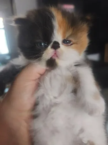 Gata persa tricolor