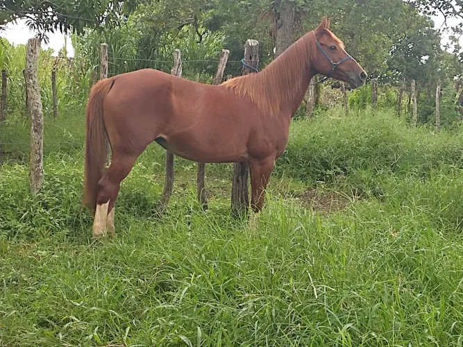 Vendo égua quarto de milha 