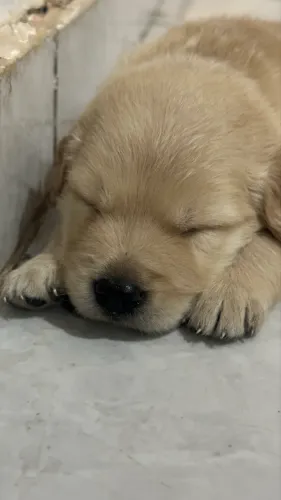Golden Retriever