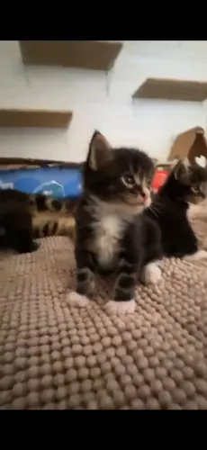 Maine Coon gatos
