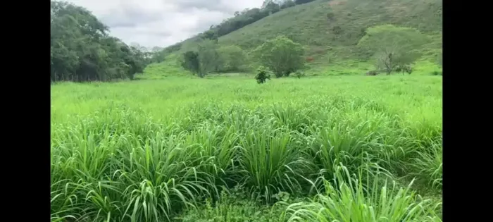 Fazenda a venda em Mundo Novo BA 350 tarefas