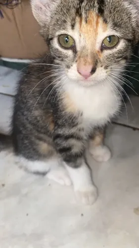 Gatos