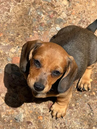 Filhote de dachshund arlequim ( cofap mofadinho )