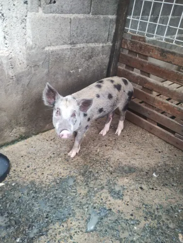 Porco capado