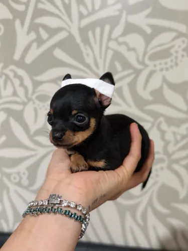 Pinscher 0/1