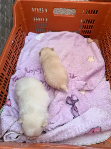 Lulu da pomerania femea