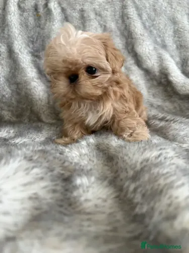 Filhotes pequenos Shih Tzu/ Shitzu bem peludinhos macho e fêmea com pedigree SP