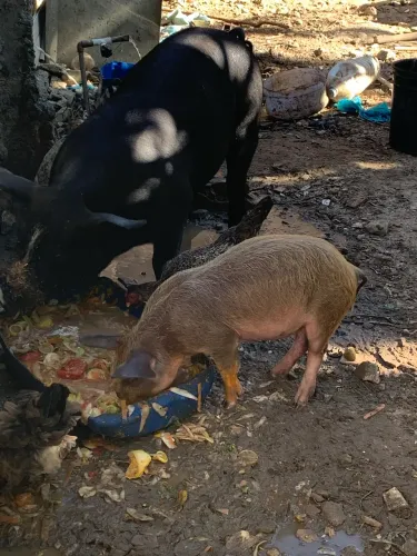 Vendo 1 Porco e 1 porquinha 