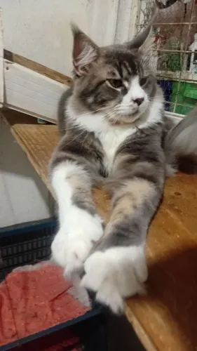 Gatos raça Maine coon 1 ano e 4 meses 