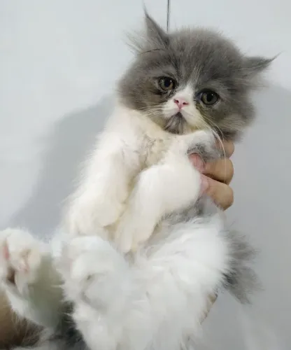 Gato persa bicolor