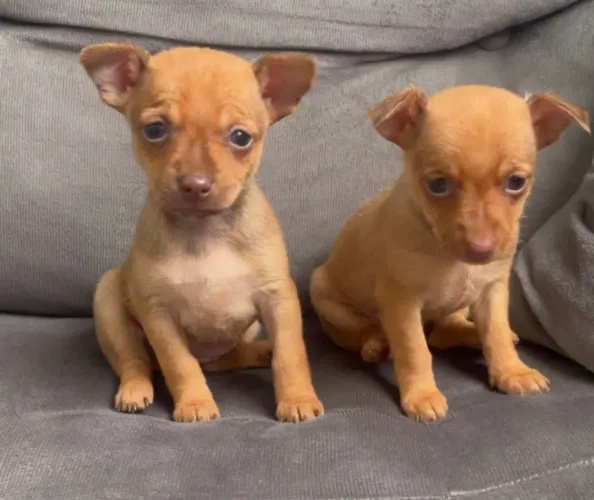 Pinscher fêmea e macho 