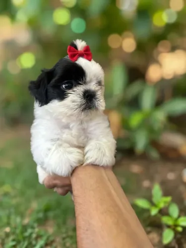 Linda filhotinha de Shih-tzu fêmea