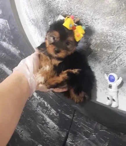 Lindos filhotes yorkshire terrier