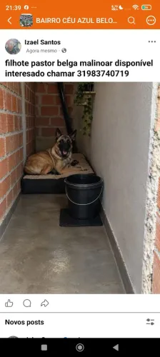 pastor belga malinoar filhotes!