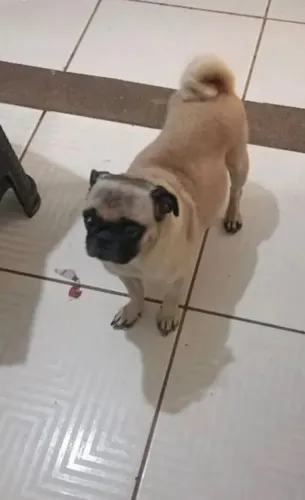 Pug fêmea disponível adulta