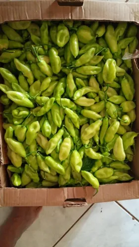 Pimenta de cheiro
