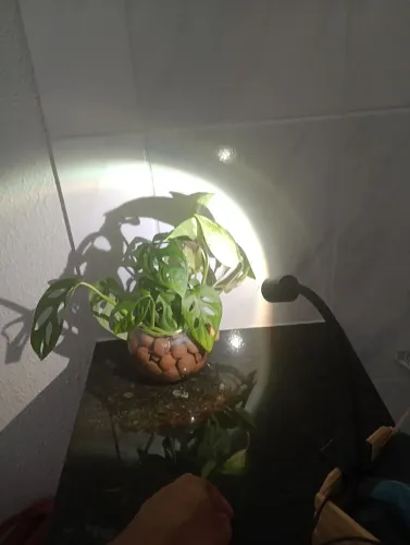 Produtos para aquario 
