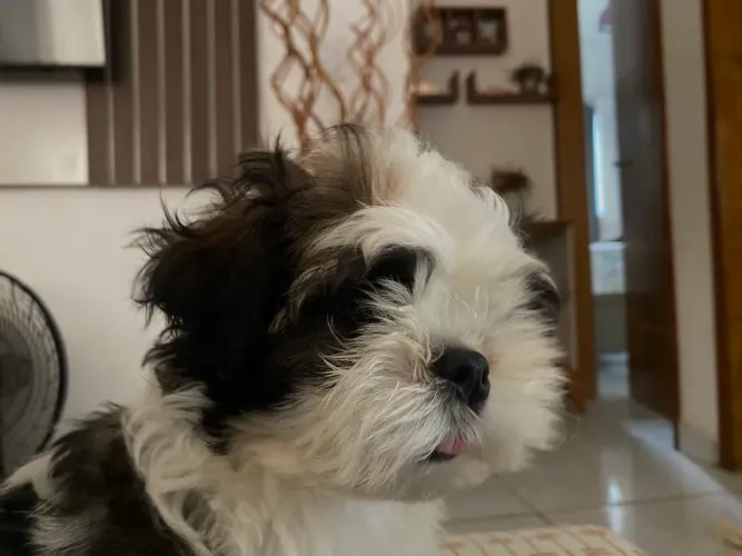 Filhotes de Shih Tzu