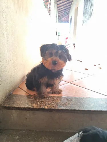 Vendo filhote Yorkshire 3 meses 
