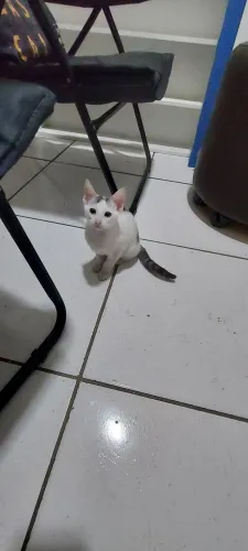 Doação de gatos