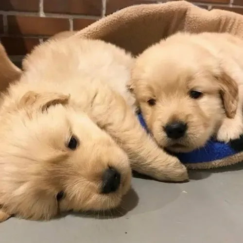 Seu Lar Mais Feliz Com Um Filhote de Golden Retriever