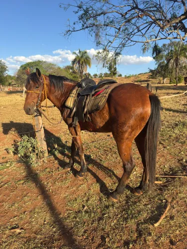 Cavalo 1/2 Quarto de milha