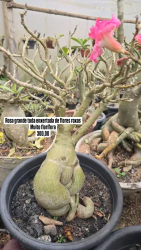 Rosas do deserto saudáveis e bem cuidadas, tenho outras entre em contato para ver.