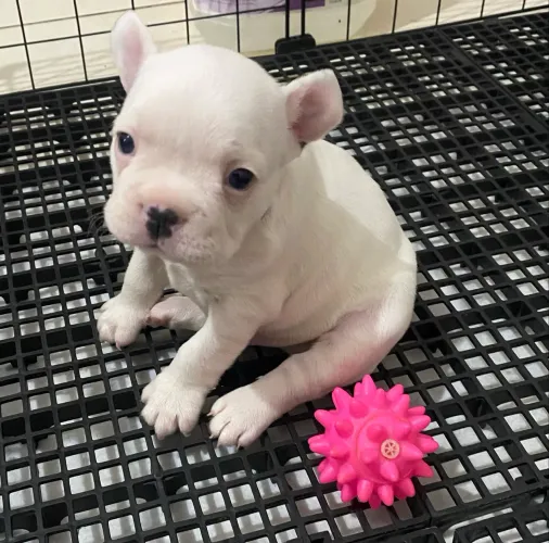 Buldogue francês macho 