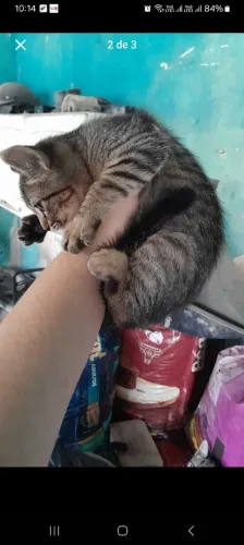 Doando gatinho de 4 meses