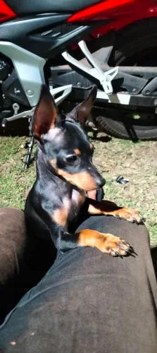 Pinscher original número 2