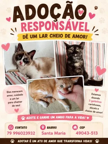 Doação de gatos