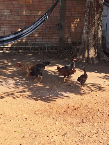 Vendo galinha e galo