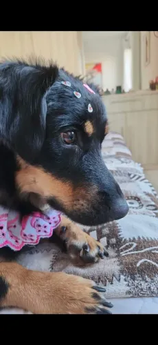 Cachorra doação