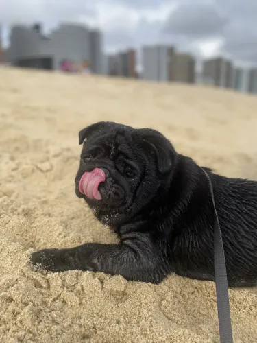 Pug para adoção responsável 