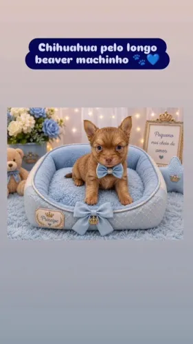Chihuahuas macho e fêmea pelo longo / pais com pedigree/ contrato com garantia 