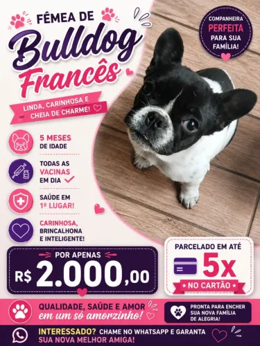 Vendo fêmea de Buldogue francês