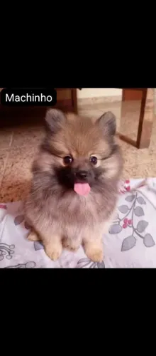 Spitz alemão ou Lulu da Pomerânia