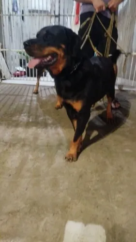 Doação de cachorro rottweiler