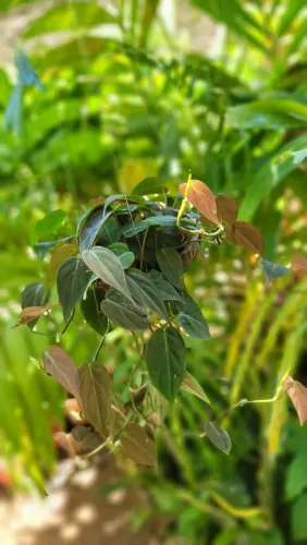 Philodendron micans | Planta Pedentes